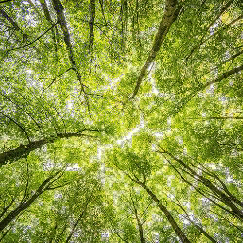 forest. 